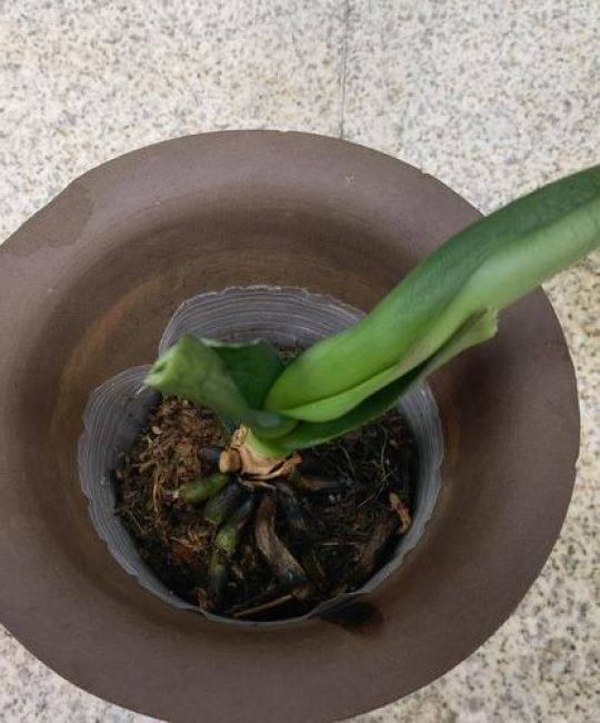 蝴蝶兰花苞枯萎怎么办？常见原因及解决办法
