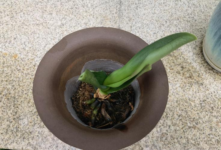 蝴蝶兰花苞枯萎怎么办?常见原因及解决办法 蝴蝶兰花苞枯萎怎么办?常见原因及解决办法