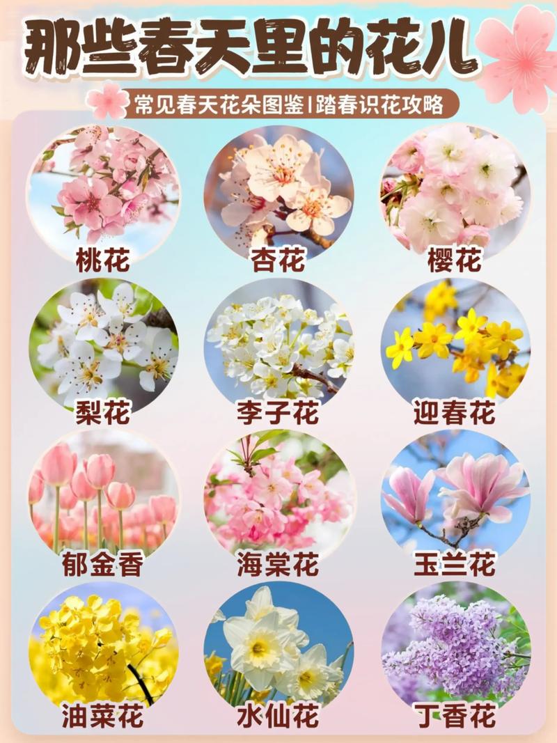 春天有什么植物开花?12种早春开花植物花期表与观赏指南 总结