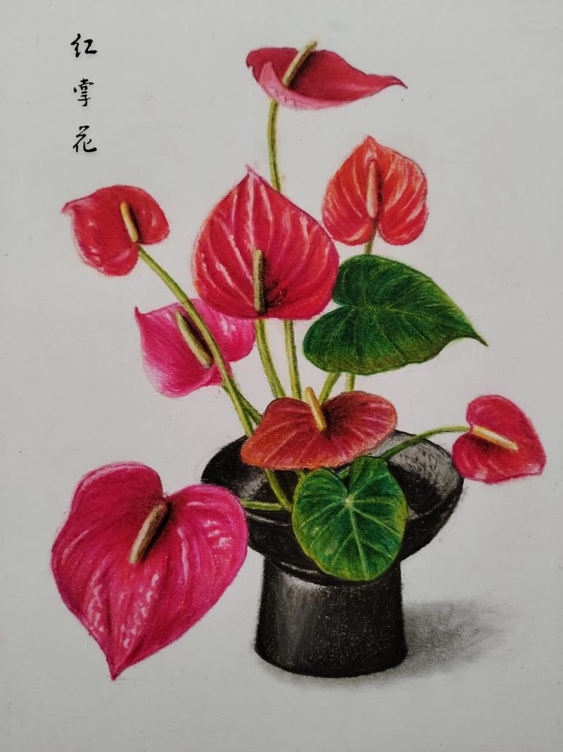 红掌花多少钱一盆?2025年最新价格参考区间与影响因素全解析 常见问题 FAQ