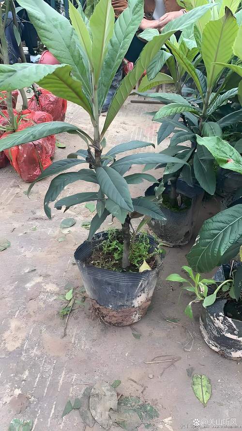 海南可以种枇杷树吗?完全可行,但需选对品种与掌握关键技术 土壤环境:枇杷喜酸怕涝,改良是关键