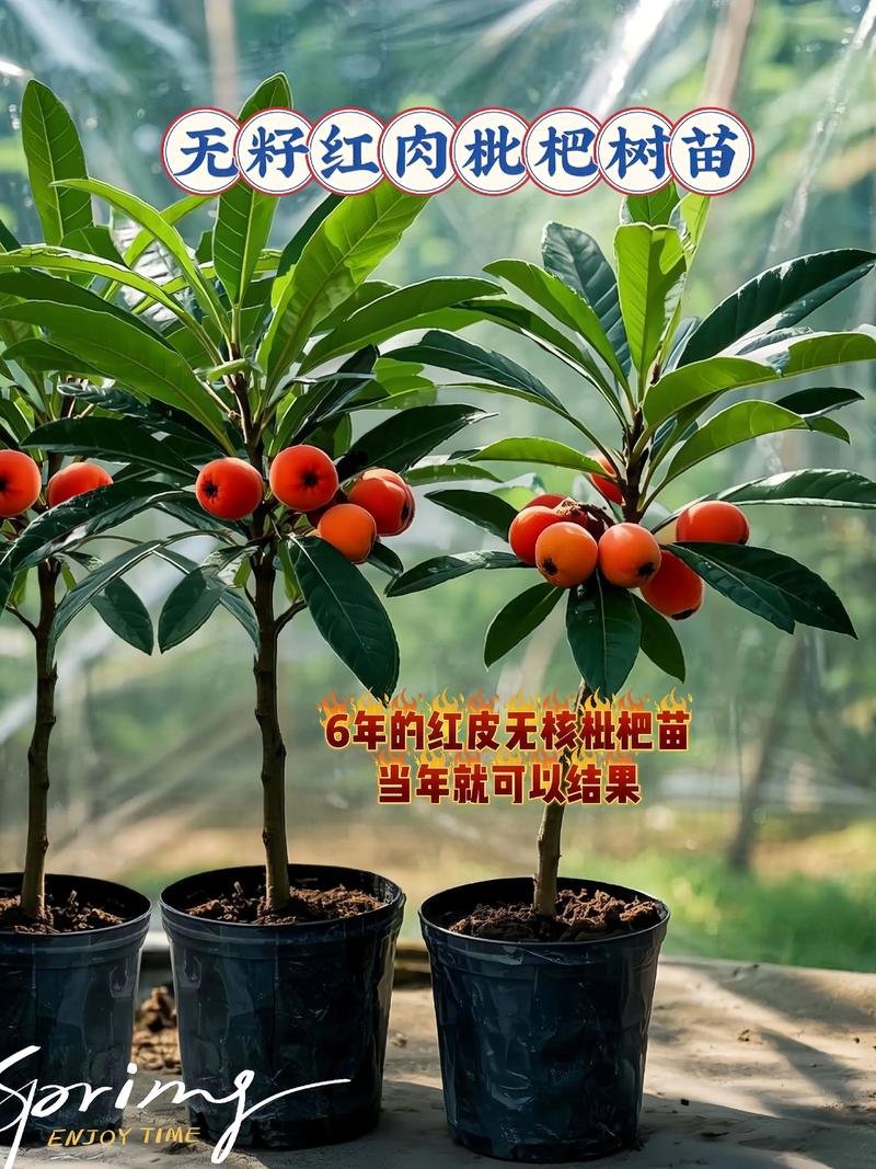 海南可以种枇杷树吗?完全可行,但需选对品种与掌握关键技术 成活注意事项与常见问题排查