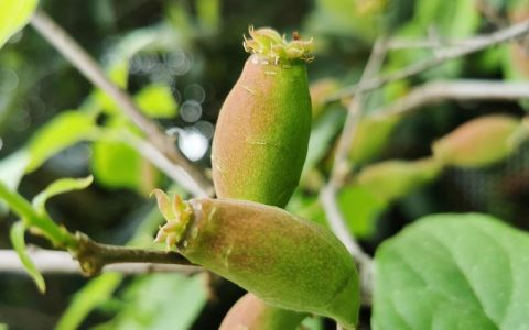腊梅花结果是什么果子？腊梅植物百科与果实介绍
