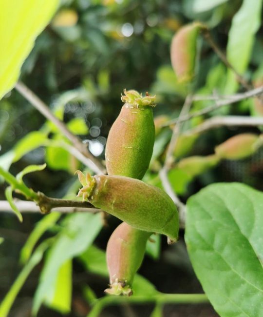 腊梅花结果是什么果子？腊梅植物百科与果实介绍