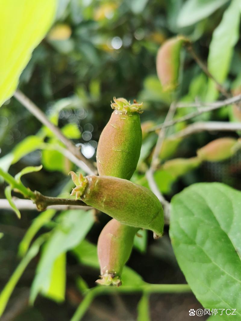 腊梅花结果是什么果子?腊梅植物百科与果实介绍 腊梅花结果是什么果子?腊梅植物百科与果实介绍