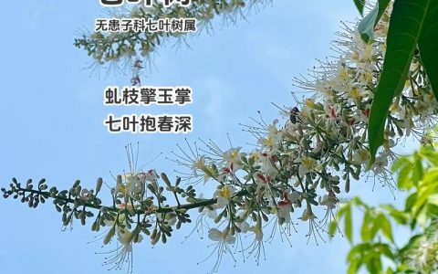 七叶树的功效与作用：疏肝理气与清热解毒的植物