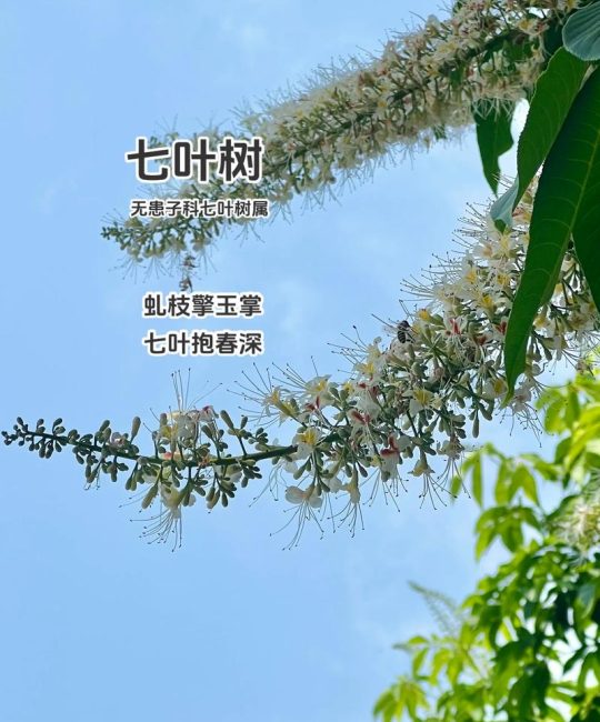 七叶树的功效与作用：疏肝理气与清热解毒的植物