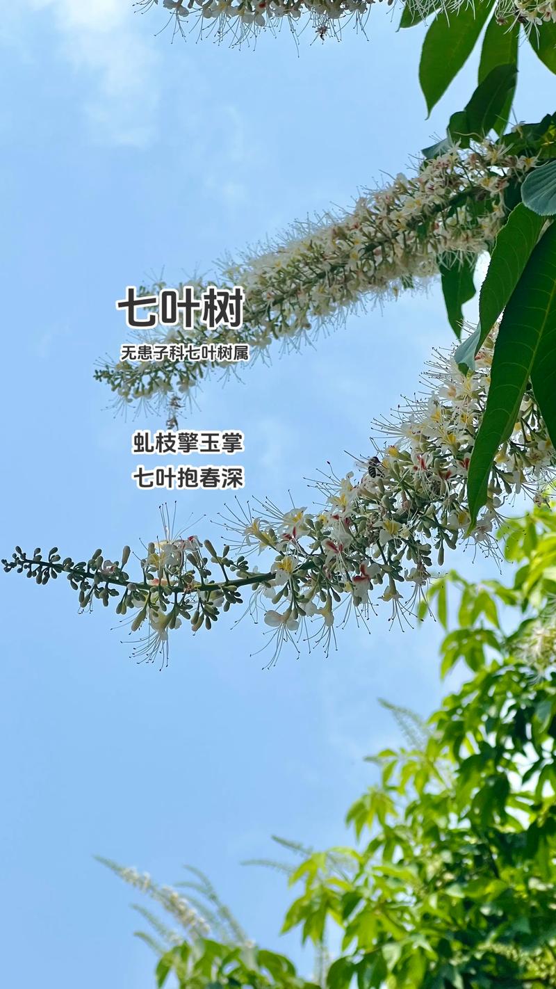 七叶树的功效与作用:疏肝理气与清热解毒的植物 七叶树的功效与作用:疏肝理气与清热解毒的植物
