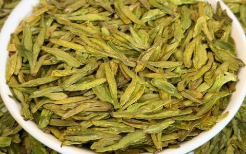 自己种茶树哪个品种好？龙井43、福鼎大白茶、铁观音6维度深度对比