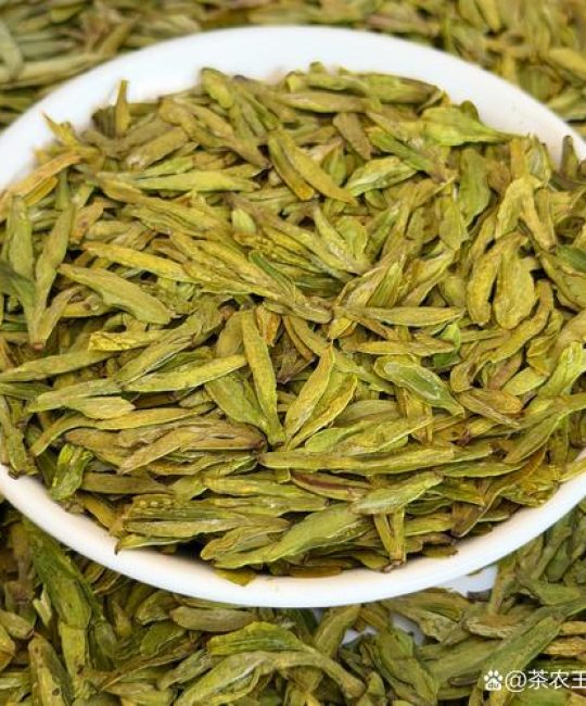 自己种茶树哪个品种好？龙井43、福鼎大白茶、铁观音6维度深度对比