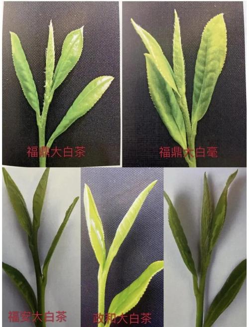 自己种茶树哪个品种好?龙井43、福鼎大白茶、铁观音6维度深度对比 三、场景化选择建议