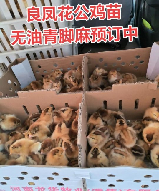 哪里土鸡苗便宜？五大靠谱渠道与省钱选购指南