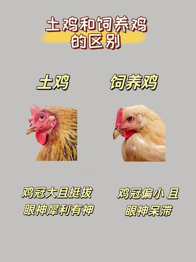 哪里土鸡苗便宜?五大靠谱渠道与省钱选购指南 结语:省钱不如“活苗”