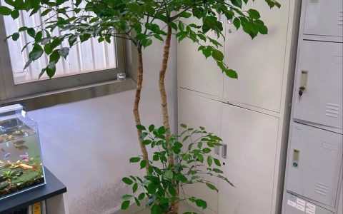 家中种什么树？家庭园艺达人推荐的5种高颜值又好养的家居树