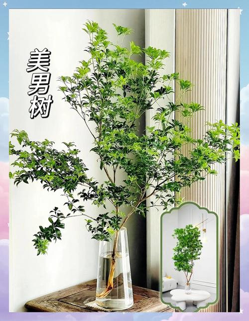 家中种什么树?家庭园艺达人推荐的5种高颜值又好养的家居树 四、庭院香木:桂花树