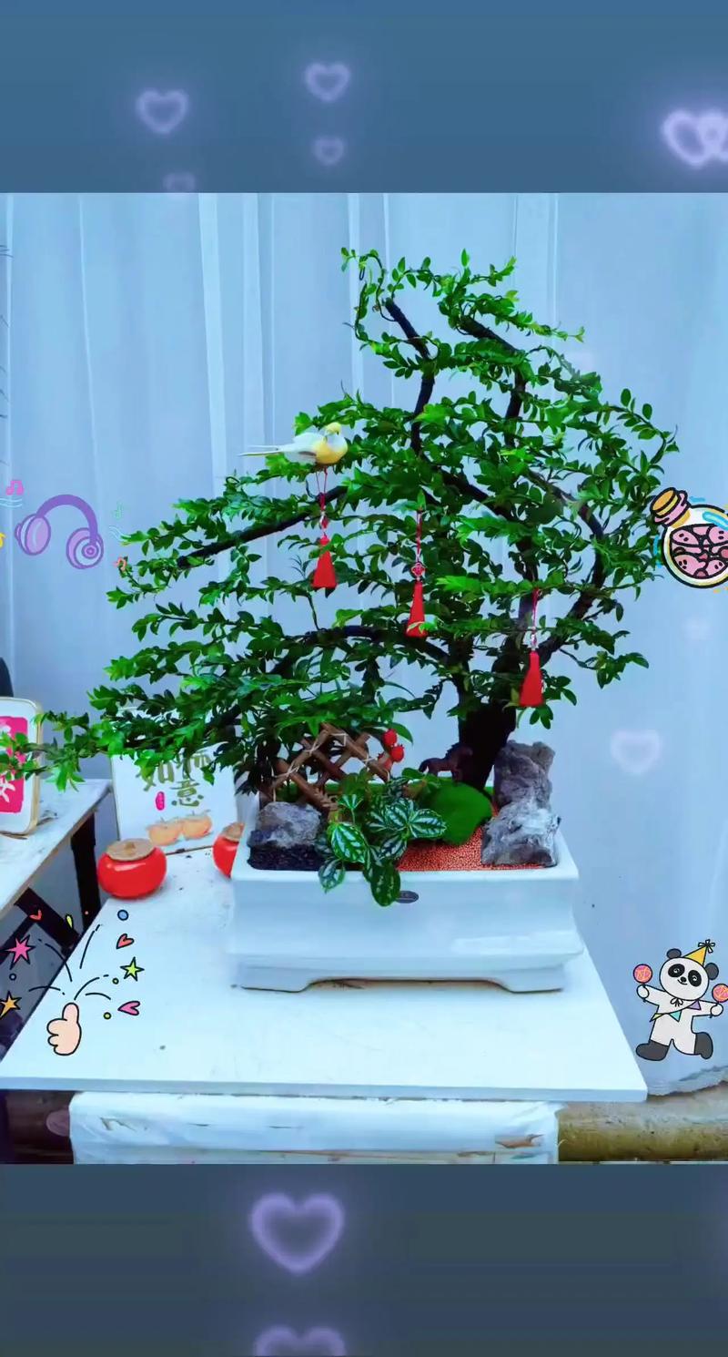 家中种什么树?家庭园艺达人推荐的5种高颜值又好养的家居树 总结:根据自家条件选树