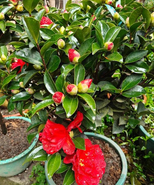 茶花一年开花几次？花期管理、光照水肥及修剪全攻略
