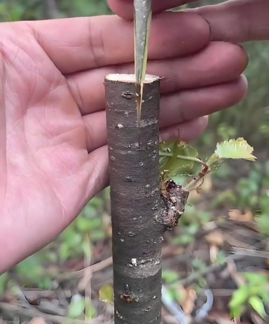 夏天能嫁接果树吗？——可行但需精准操作，别让高温毁了你的接穗