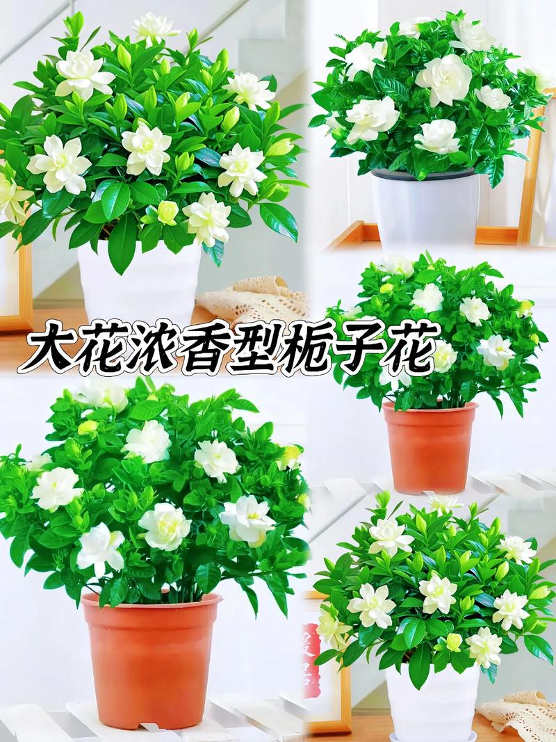 四季栀子花四季开花吗?专家详解真实花期与促花养护全攻略 影响四季栀子花持续开花的关键因素