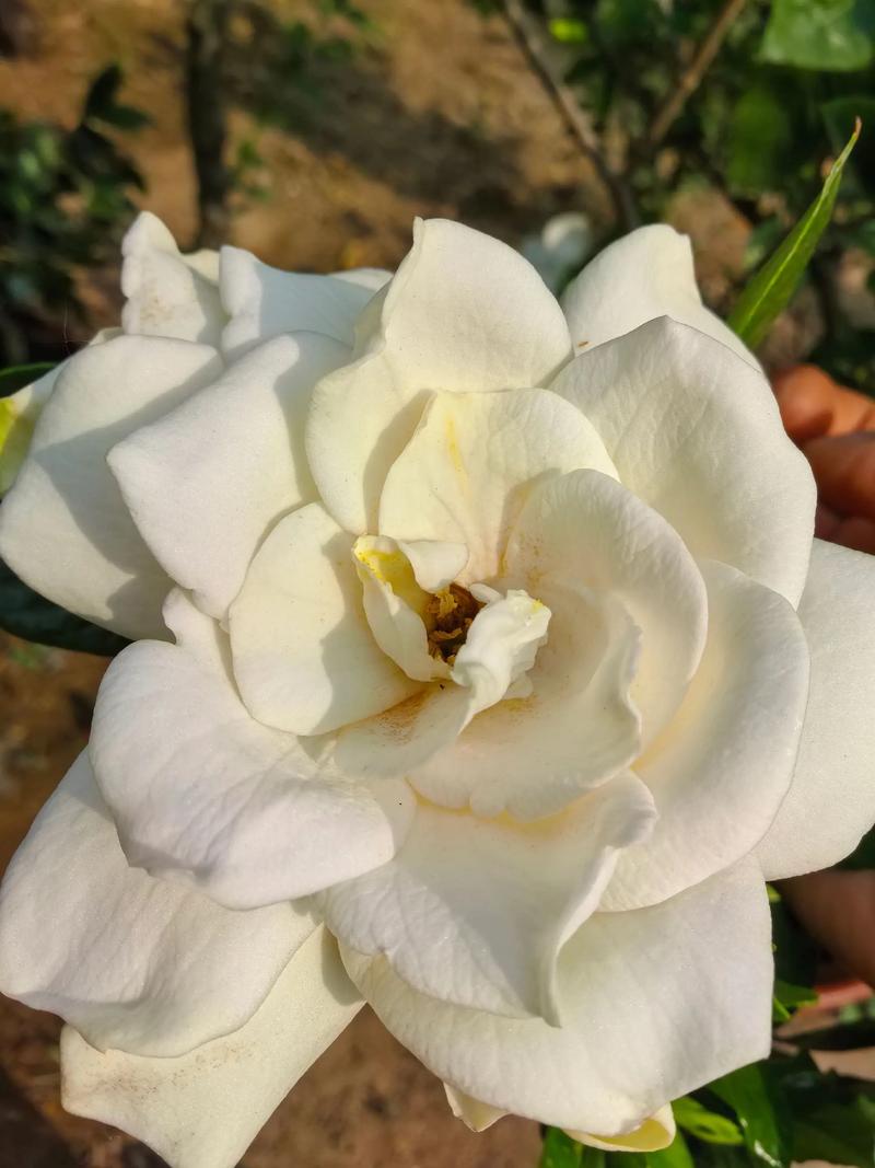 四季栀子花四季开花吗?专家详解真实花期与促花养护全攻略 促花促果养护步骤(四季栀子花无食用果实,聚焦观花)