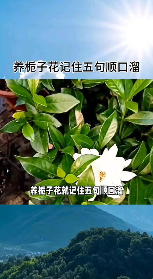 四季栀子花四季开花吗?专家详解真实花期与促花养护全攻略 不开花不结果的常见原因与解决