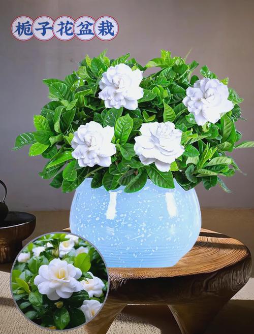 四季栀子花四季开花吗?专家详解真实花期与促花养护全攻略 总结