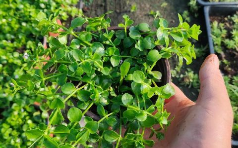 姬岩垂草种子采购渠道核查指南：从品种确认到售后保障的标准化流程