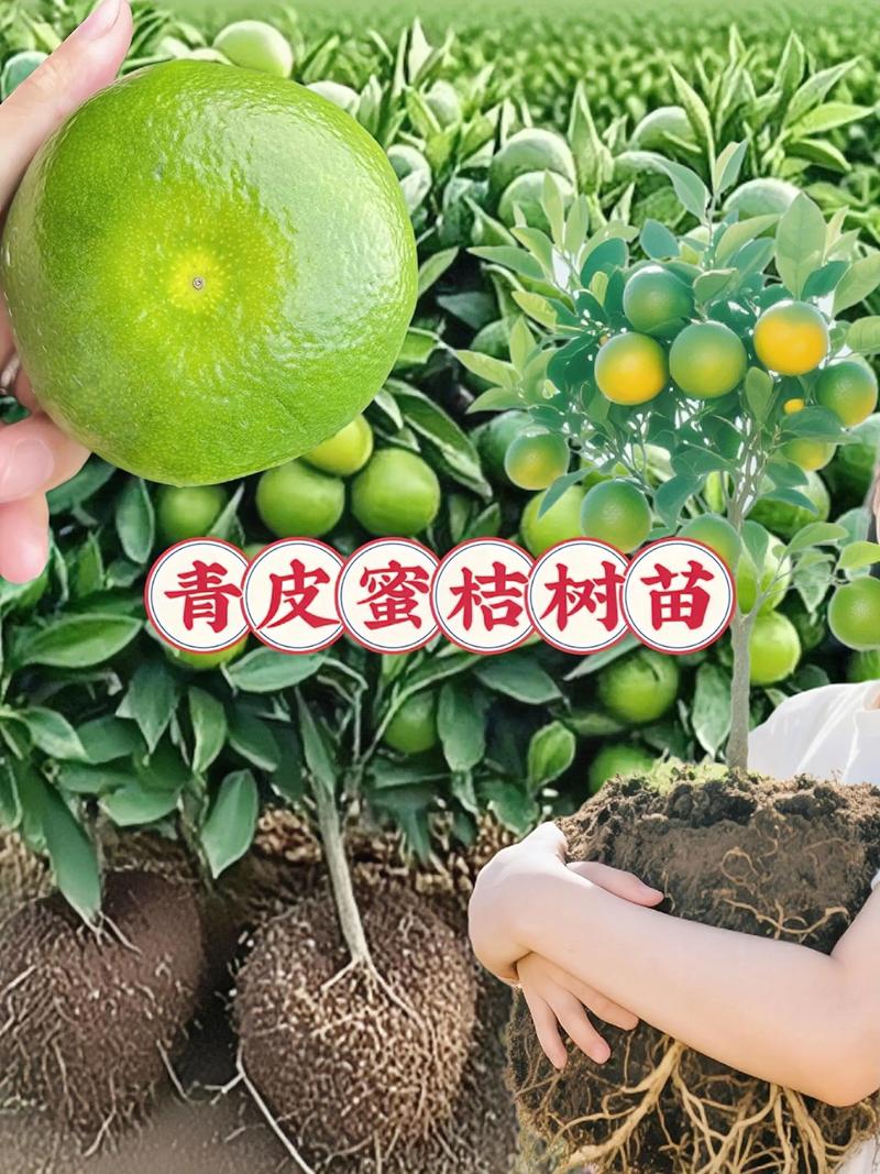 柑橘苗价格是多少?2026年最新市场报价与选购指南 季节影响价格:春秋两季价格最低,夏季和冬季采购成本高