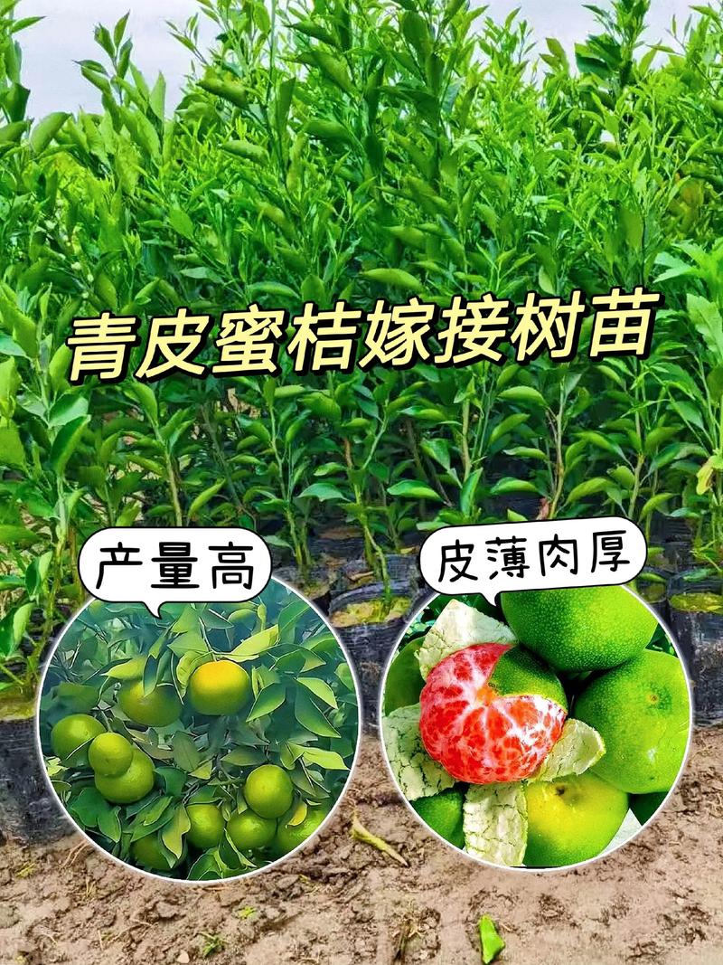 柑橘苗价格是多少?2026年最新市场报价与选购指南 常见问题与咨询指南