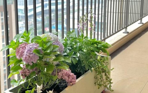 封闭阳台怎么养绣球花？掌握6个养护要领，阳台党也能收获花球
