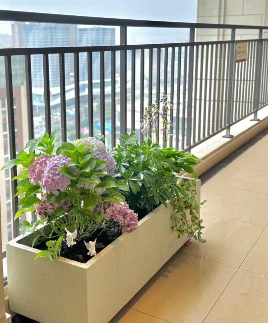 封闭阳台怎么养绣球花？掌握6个养护要领，阳台党也能收获花球