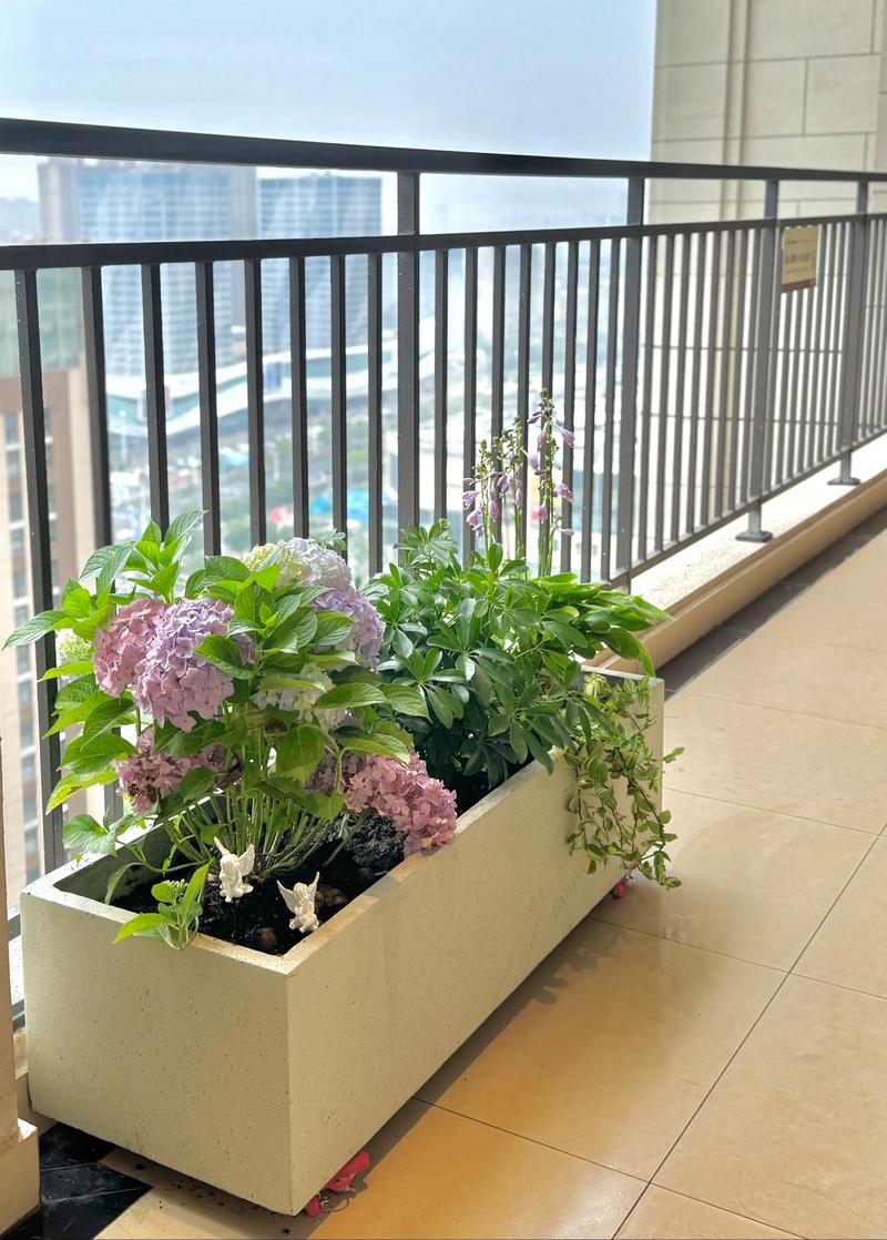 封闭阳台怎么养绣球花?掌握6个养护要领,阳台党也能收获花球 封闭阳台怎么养绣球花?掌握6个养护要领,阳台党也能收获花球