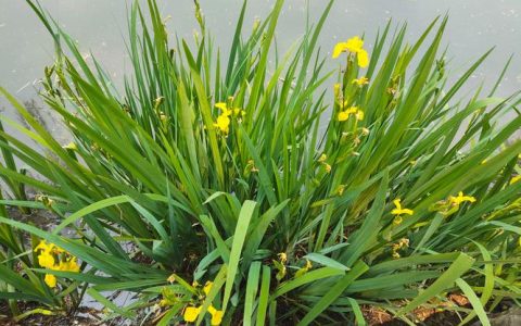 黄菖蒲属于什么植物？了解它的科属、形态与园林应用全指南