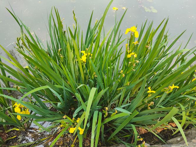 黄菖蒲属于什么植物?了解它的科属、形态与园林应用全指南 黄菖蒲属于什么植物?了解它的科属、形态与园林应用全指南