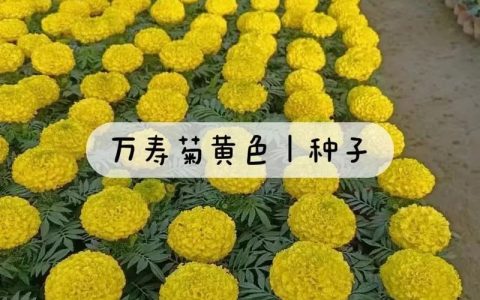 万寿菊种子价格与报价影响因素分析