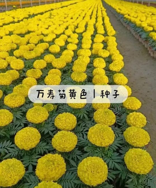 万寿菊种子价格与报价影响因素分析