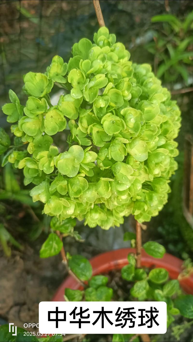 绣球花是木本还是草本?家庭盆栽与地栽全攻略 绣球花是木本还是草本?家庭盆栽与地栽全攻略