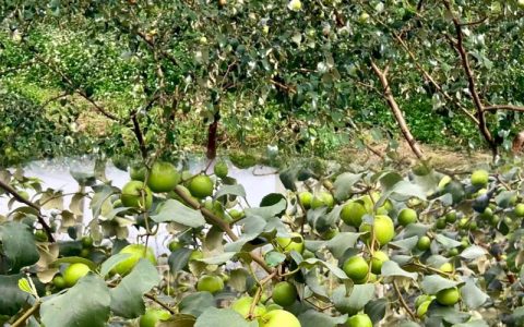 大青枣适合哪里种植？完整种植技术指南