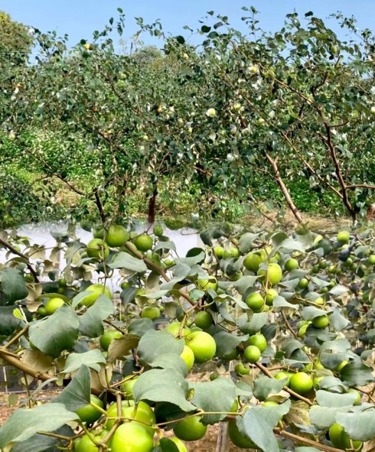 大青枣适合哪里种植？完整种植技术指南