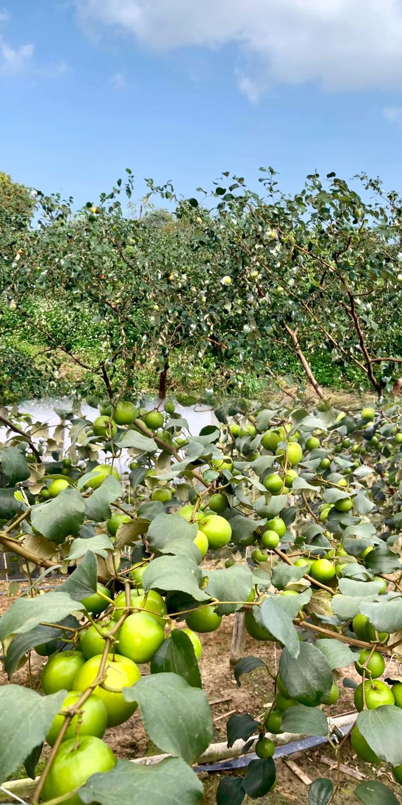 大青枣适合哪里种植?完整种植技术指南 适宜时间:找准种植窗口,避开寒热风险