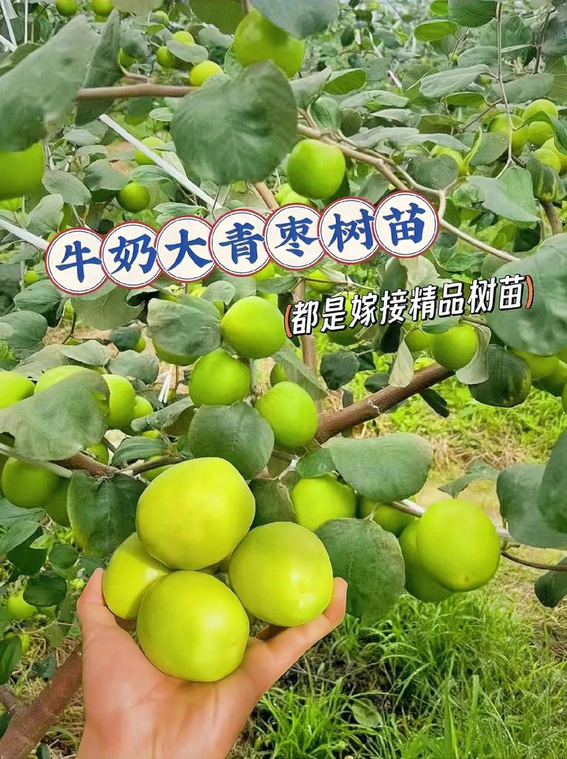 大青枣适合哪里种植?完整种植技术指南 栽植深度:根茎平齐是关键