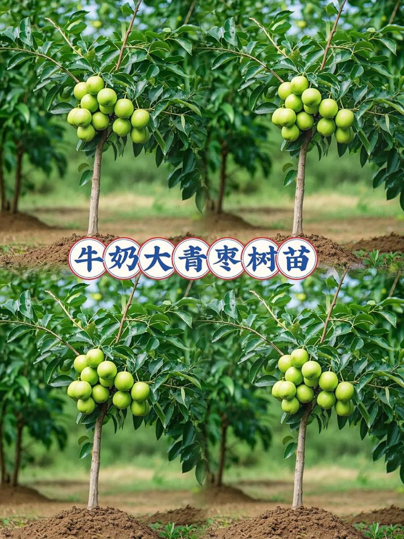 大青枣适合哪里种植?完整种植技术指南 栽前处理:把好苗木第一关