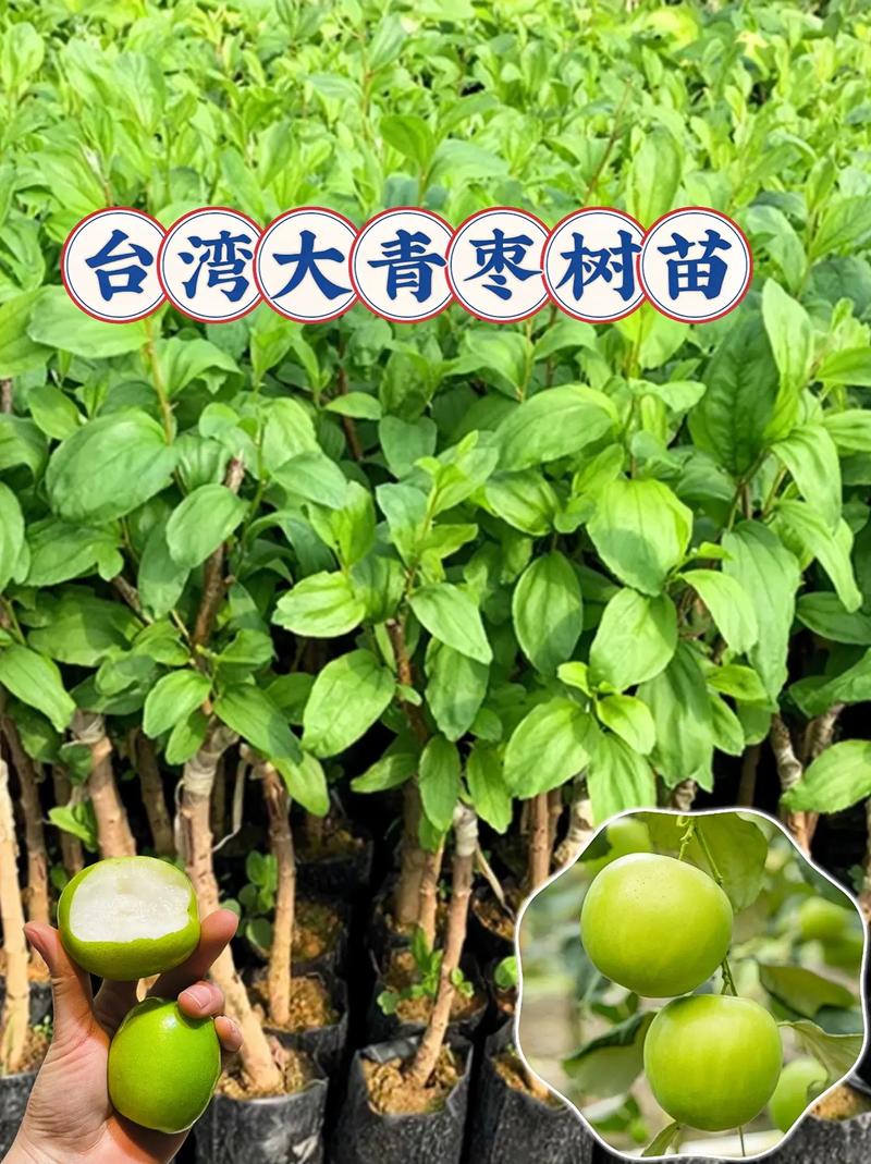 大青枣适合哪里种植?完整种植技术指南 浇定根水:一次浇透不积水