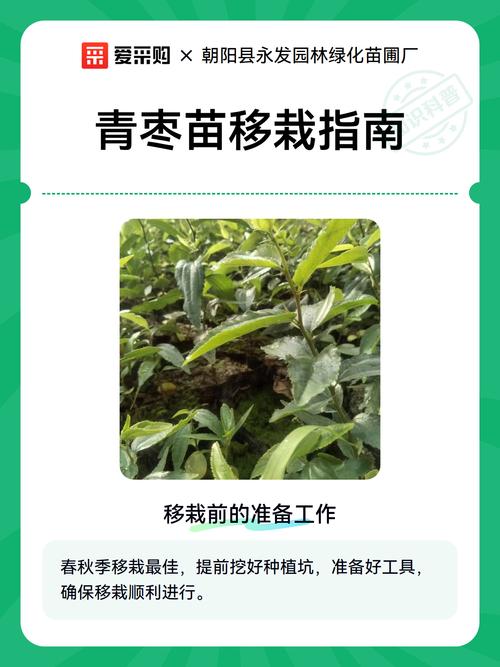 大青枣适合哪里种植?完整种植技术指南 缓苗管理:遮阳保湿促恢复