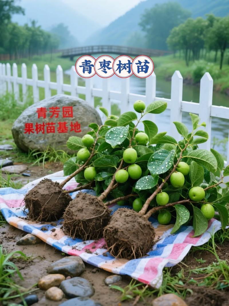 大青枣适合哪里种植?完整种植技术指南 成活注意事项:问题早发现,补救要及时