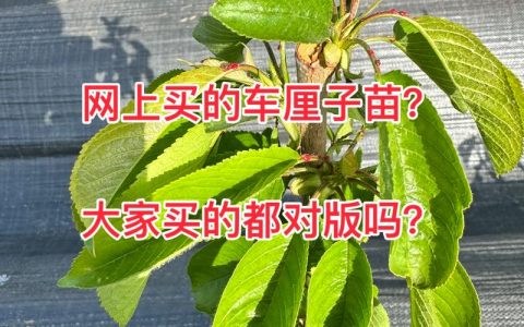 刚买的车厘子树苗怎么种？从栽前准备到成活，按这7步做，成活率90%以上