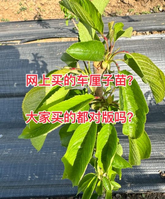 刚买的车厘子树苗怎么种？从栽前准备到成活，按这7步做，成活率90%以上