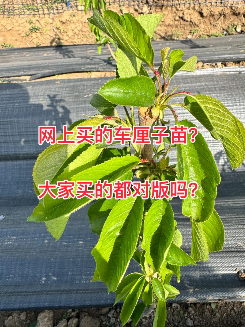 刚买的车厘子树苗怎么种?从栽前准备到成活,按这7步做,成活率90%以上 刚买的车厘子树苗怎么种?从栽前准备到成活,按这7步做,成活率90%以上