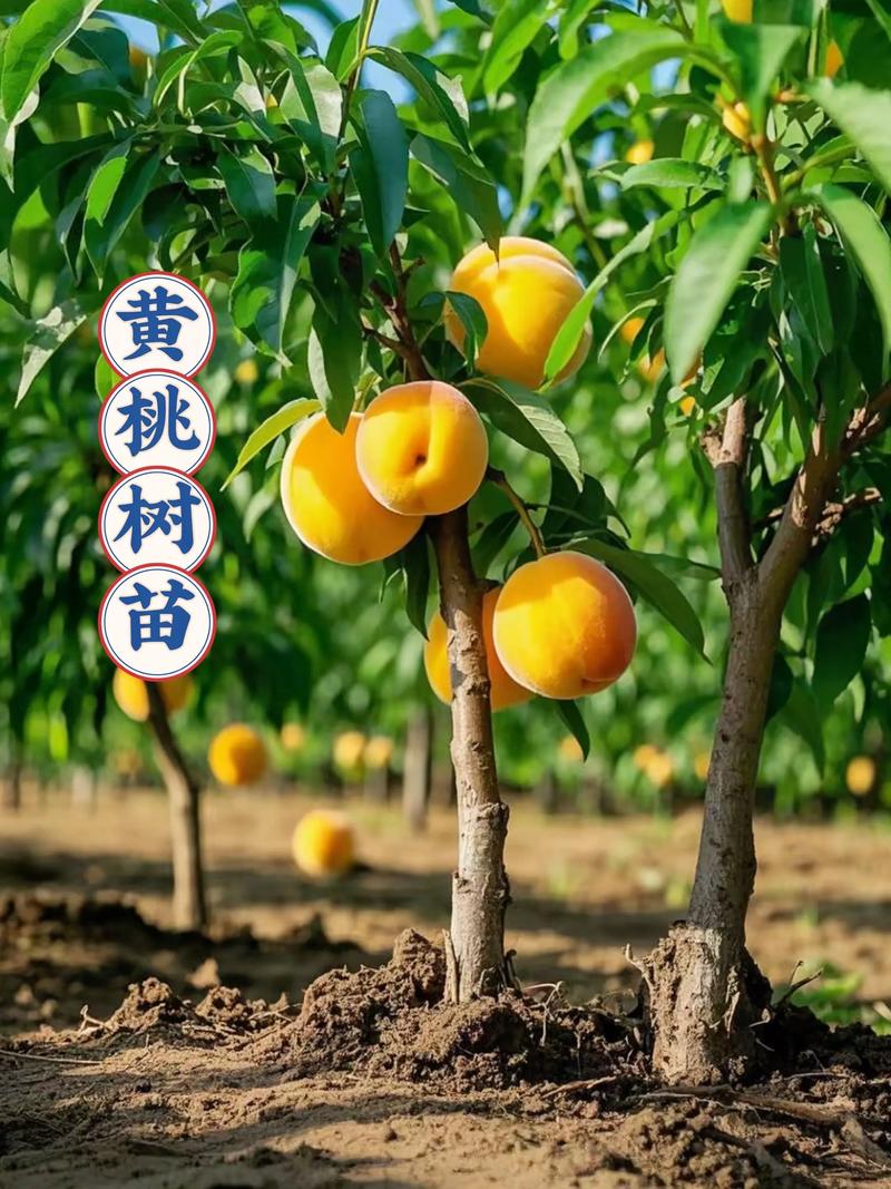 科学评估黄桃苗采购渠道——从品种核查到售后保障的完整指南 第四步:根系健康与运输方案——看不见的杀手
