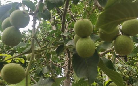 核桃树只长叶不结果怎么办？2026年解决不结果难题的5大核心方案